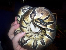 female BP