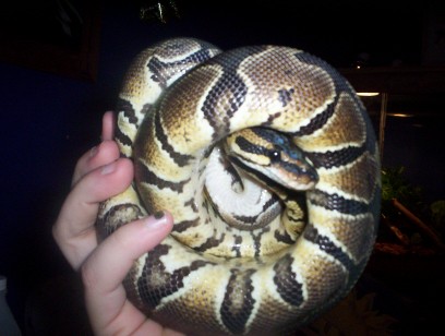 female BP