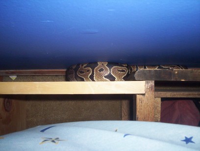 escape artist