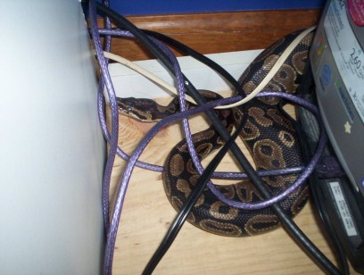 escape artist..yet again