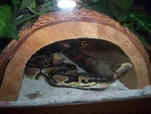 female BP