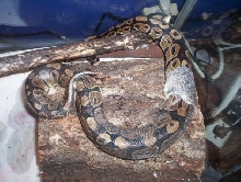 shedding
