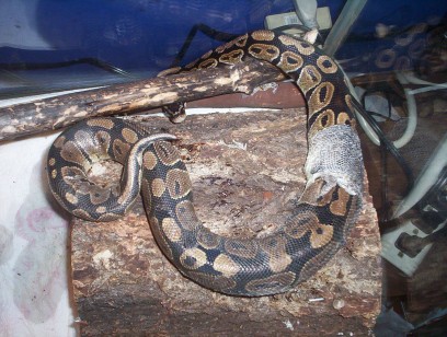 shedding