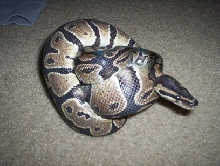 male BP