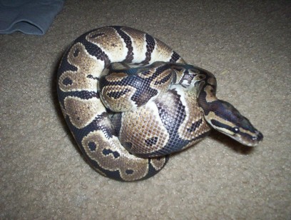 male BP