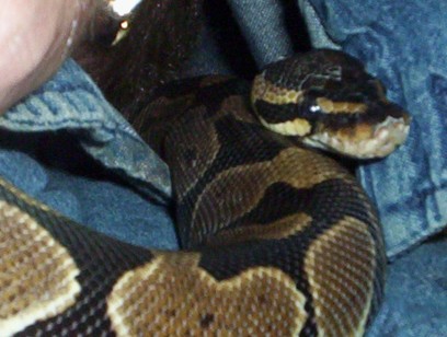 female BP