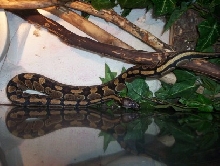 female BP