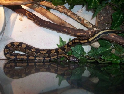 female BP