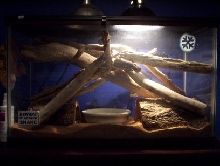ball python tank