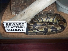 beware of attack snake