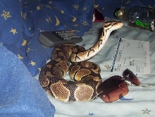 female ball