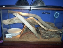 my ball python tank