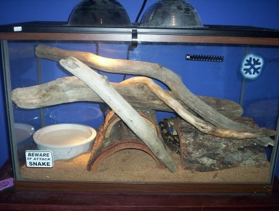 my ball python tank