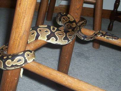 ball python