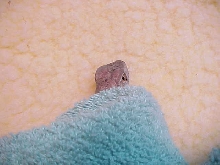 peekaboo!