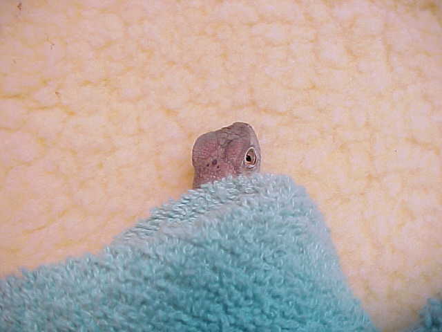 peekaboo!