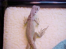 iguana taking a walk