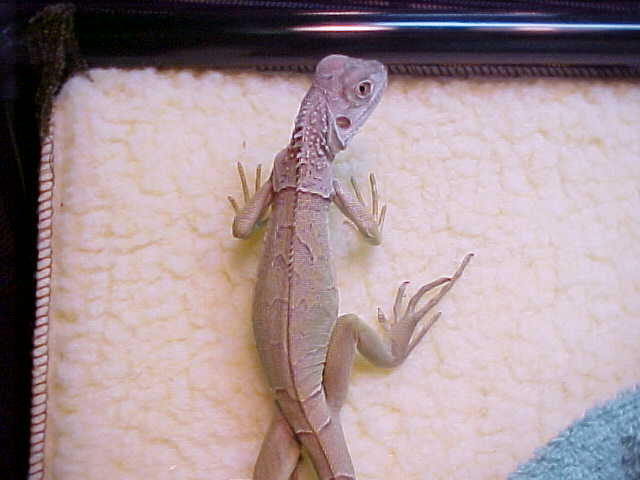 iguana taking a walk