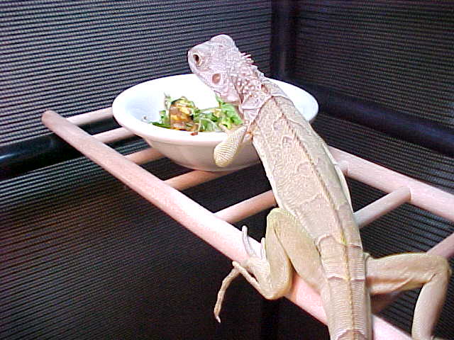 iguana feast