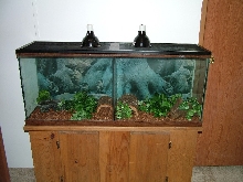 CORN AND HOGNOSE TANK