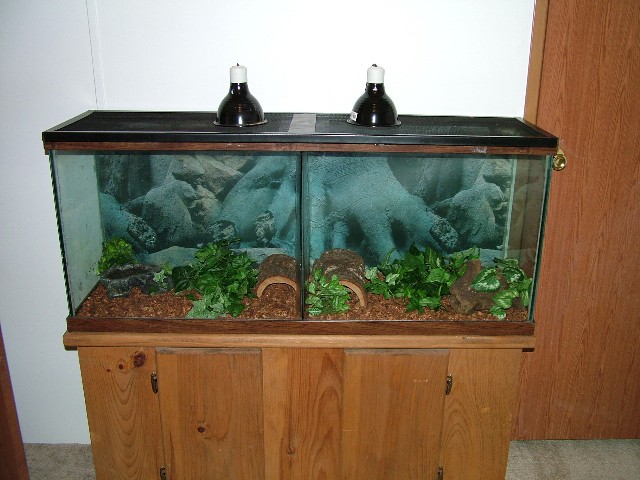CORN AND HOGNOSE TANK
