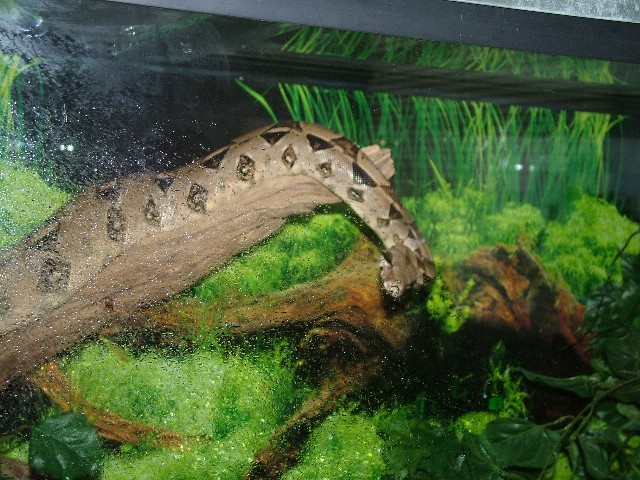 my redtail