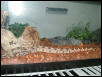 new hypo