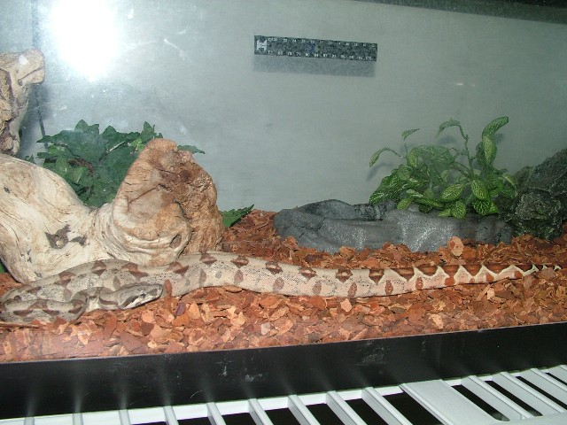 new hypo