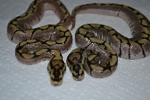 Spiders het Axanthic