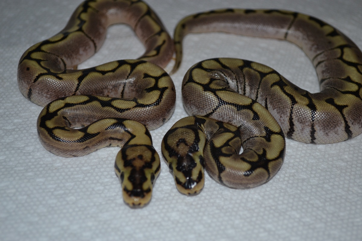Spiders het Axanthic