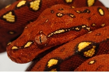 New Biak GTP