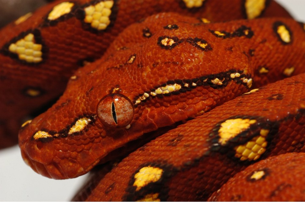 New Biak GTP