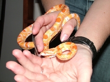 Ares