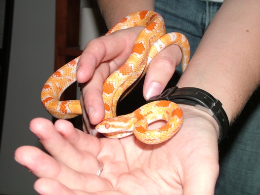 Ares