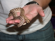 my little hoggie