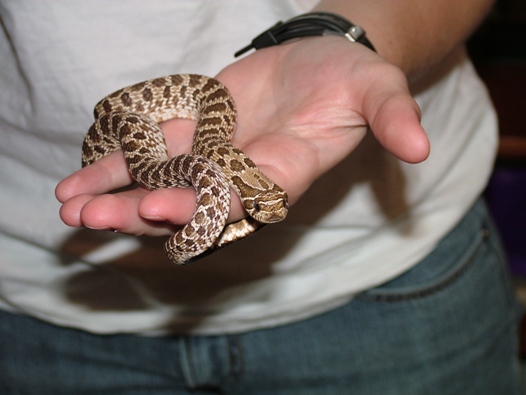 my little hoggie