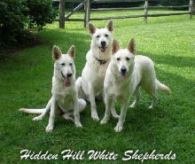 Hidden Hill White Shepherds