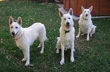 Hidden Hill White Shepherds