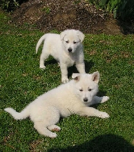 Two of the pups.  6 wks. old