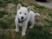 Bear at 6 wks old