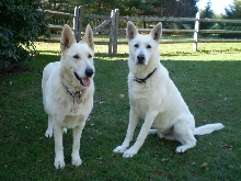 Ruger and Zehra