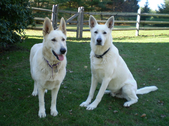 Ruger and Zehra