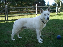 Ruger
