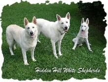 Hidden Hill White Shepherds