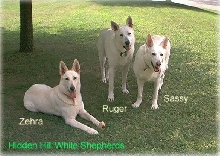 Hidden Hill White Shepherds