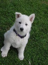 LOOK MOM!!!! MY EAR CAME UP!!!
