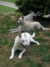 Three Amigos