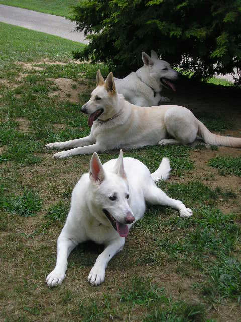 Three Amigos