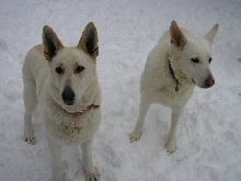 Snow dogs