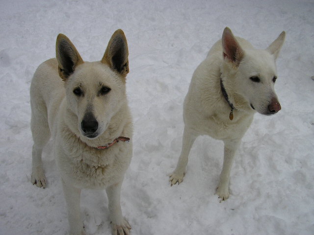 Snow dogs